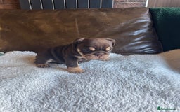 English Bulldog dogs for sale: Beautiful English Bulldog Puppies - Image 6