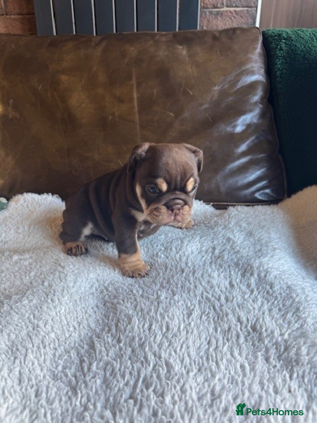 English Bulldog dogs for sale: Beautiful English Bulldog Puppies - Image 6
