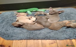 French Bulldog dogs for sale: Healthy and great looking litter. KC registered. - Image 7