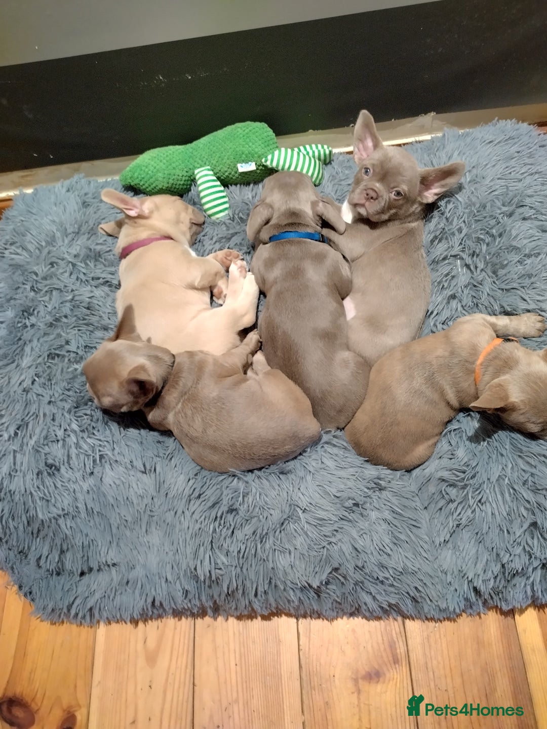 French Bulldog dogs for sale: Healthy and great looking litter. KC registered. - Image 7