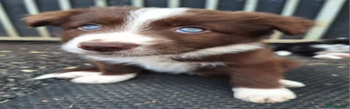Border Collie 1