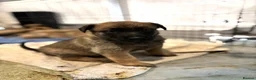German Shepherd dogs for sale: 2 MALES LEFT German Shepherd puppies - Advert 16