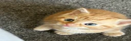 Mixed Breed cats for sale: 1 boy and 2 girl kittens for sale  in Farnborough - Advert 14