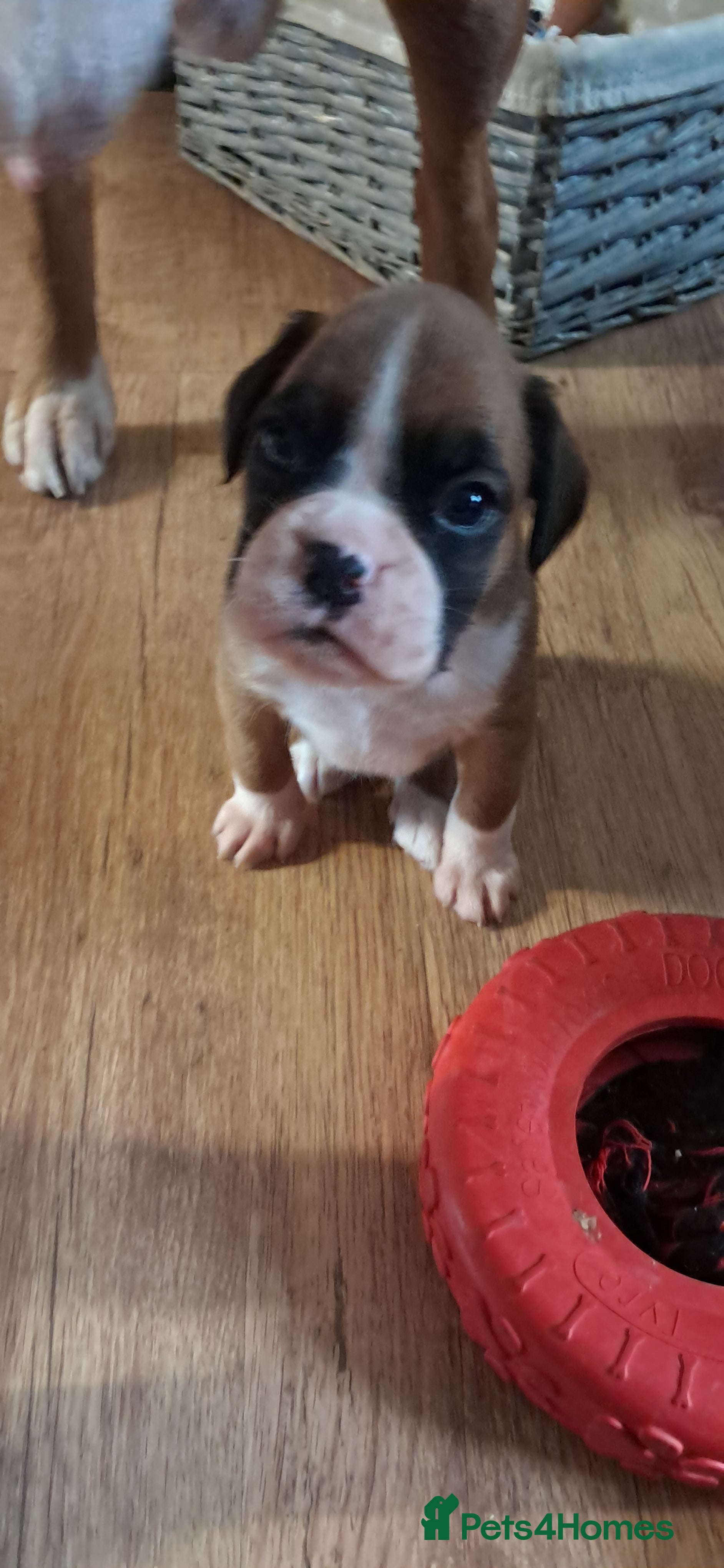 Boxer dogs Boxer babies ❤️ - Advert 1