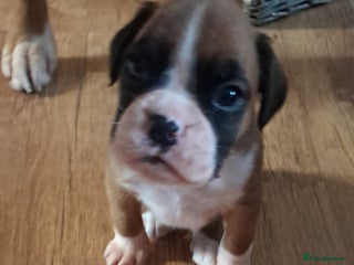 Boxer dogs Boxer babies ❤️ - Advert 1