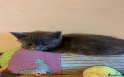 British Shorthair cats for sale: British short hair crossed  - Image 6