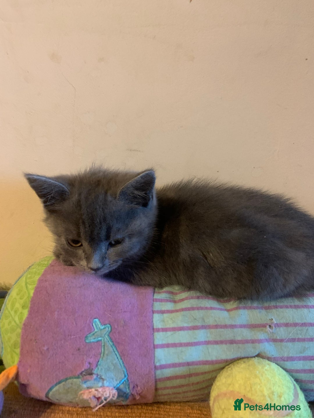 British Shorthair cats for sale: British short hair crossed  - Image 6
