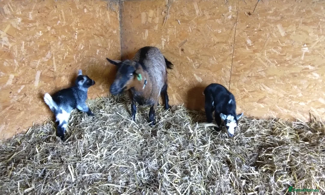 Goats livestock for sale: Pygmy goat kids (debudded) for sale  - Advert 5