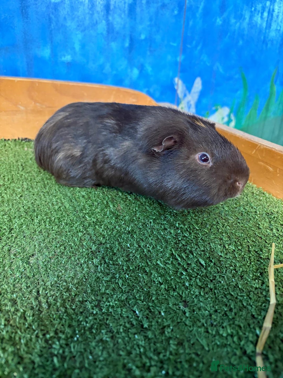 Guinea Pig rodents for sale: 5 cute and well handled Guinea pigs - Advert 9