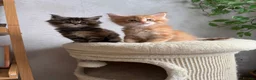 Maine Coon cats for sale: Maine coon kittens - Advert 9