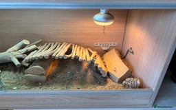 Dragon reptiles for sale: Leatherback Bearded Dragon - Image 9