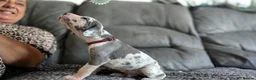 Great Dane dogs for sale: Exceptional Great Dane puppies 🐶  - Advert 25