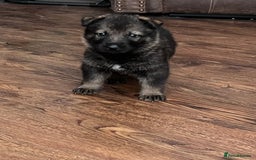 German Shepherd dogs for sale: gorgeous kc reg working blood line German Shepard  - Image 20