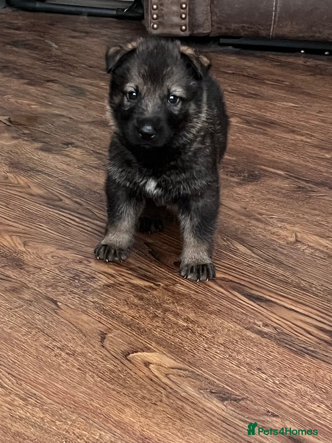 German Shepherd dogs for sale: gorgeous kc reg working blood line German Shepard  - Image 20