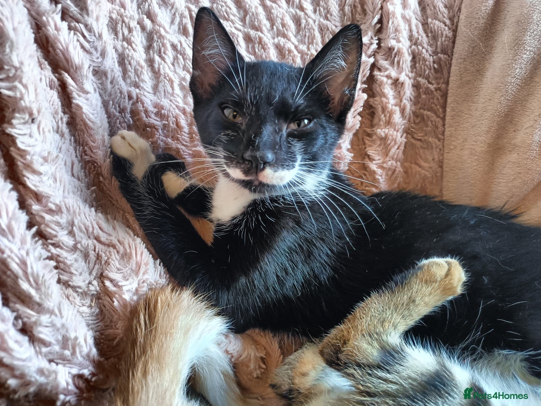 Bengal cats for sale: Bengal Mix Kittens High % Wild Asian Leopard Cat  - Image 18
