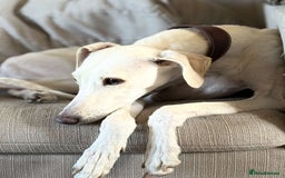 Mixed Breed dogs for sale: Sulki/ greyhound  - Image 2