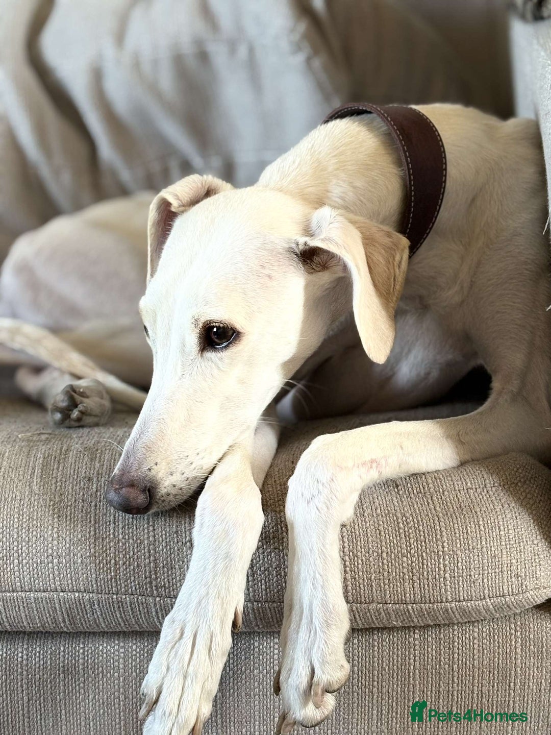 Mixed Breed dogs for sale: Sulki/ greyhound  - Image 2