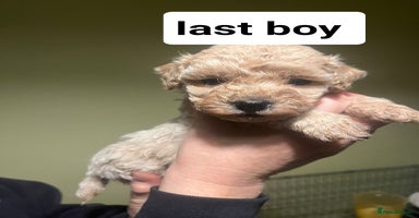 Cavapoo dogs - Advert 5