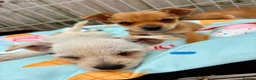 Mixed Breed dogs for sale: Jack Russell Cross Chorkie Puppies – Ready Now - Advert 14
