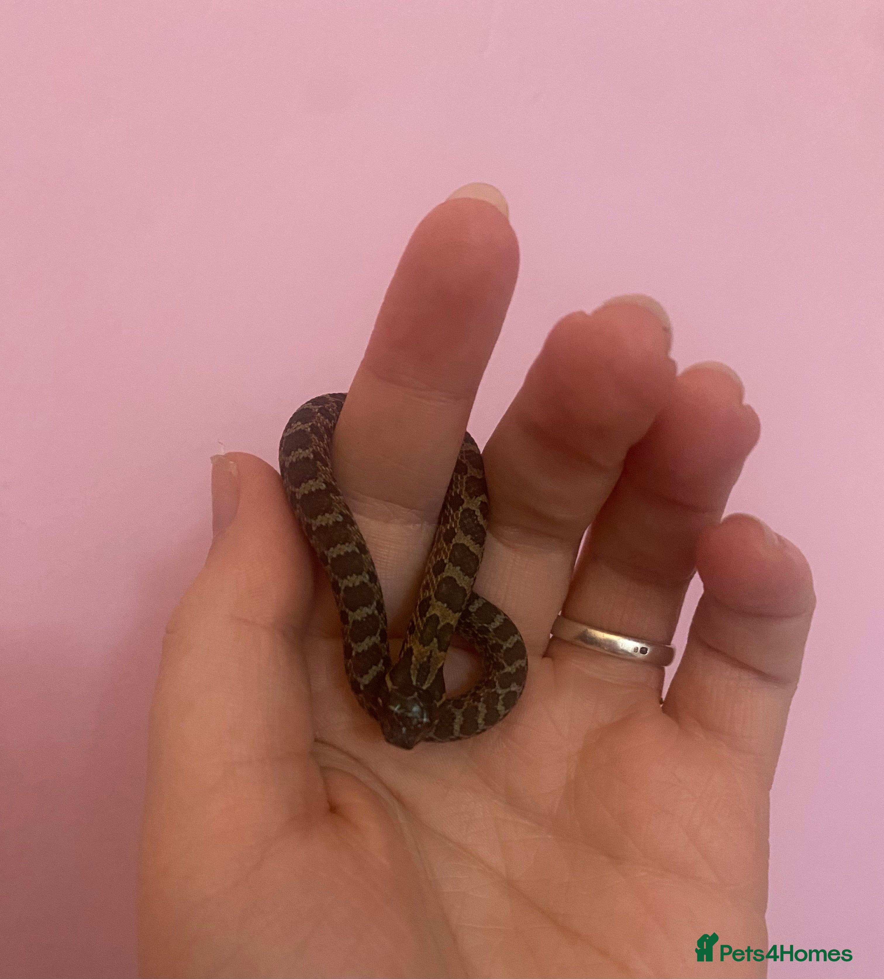 Snake reptiles Baby hognose!! - Advert 6
