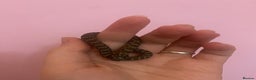 Snake reptiles for sale: Baby hognoses!! - Advert 3