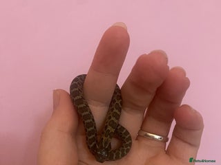 Snake reptiles Baby hognose!! - Advert 9