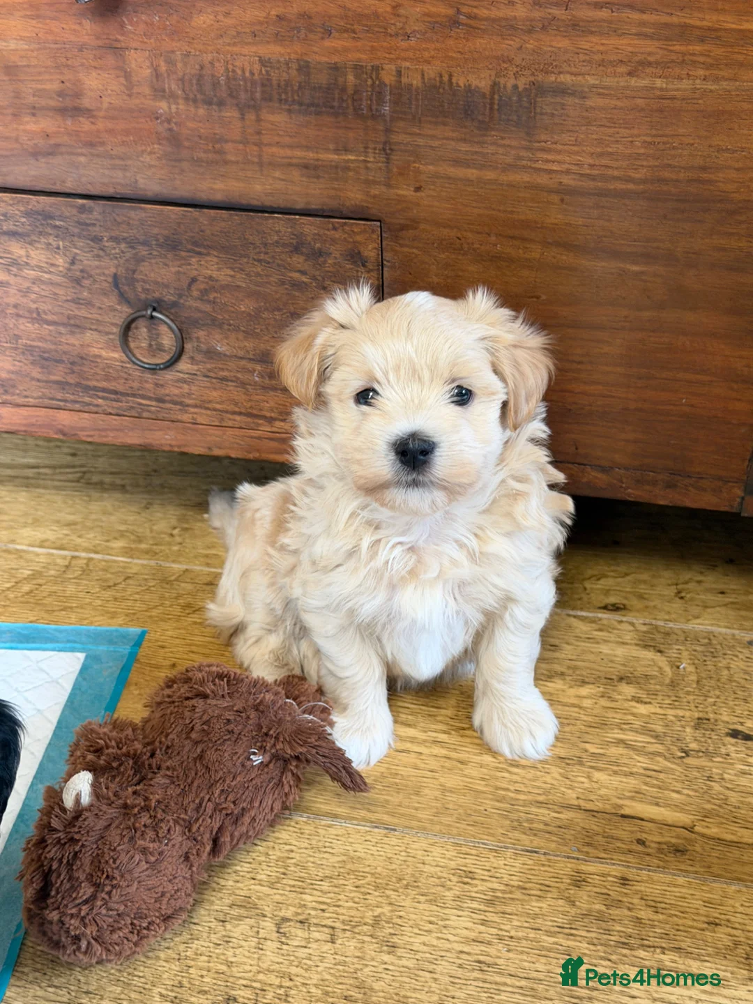 Havanese dogs for sale: GORGEOUS FULL PEDIGREE HAVANESE PUPPIES - Advert 2