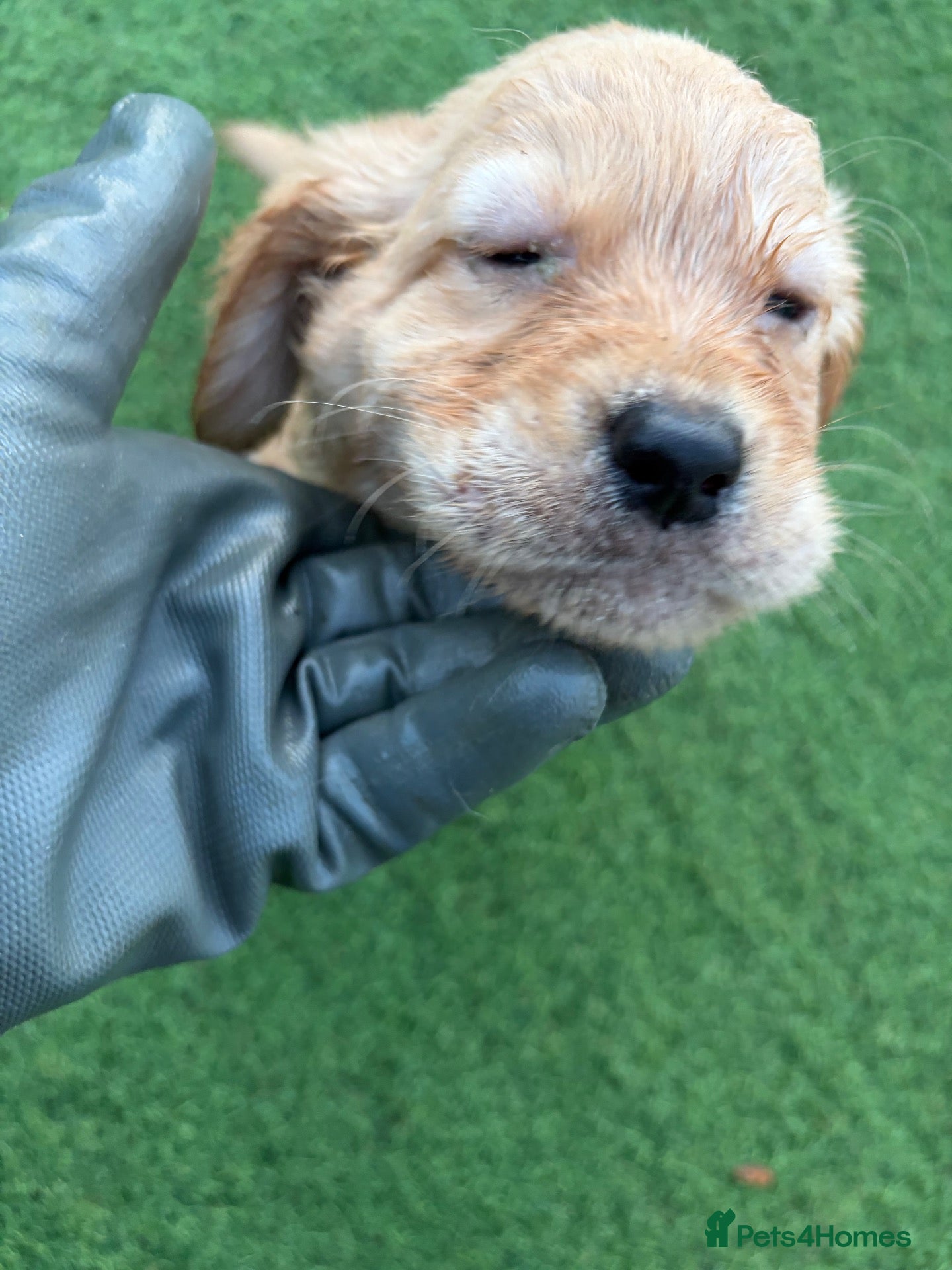 Mixed Breed dogs for sale: Here we have our beautiful litter of puppies  - Advert 2