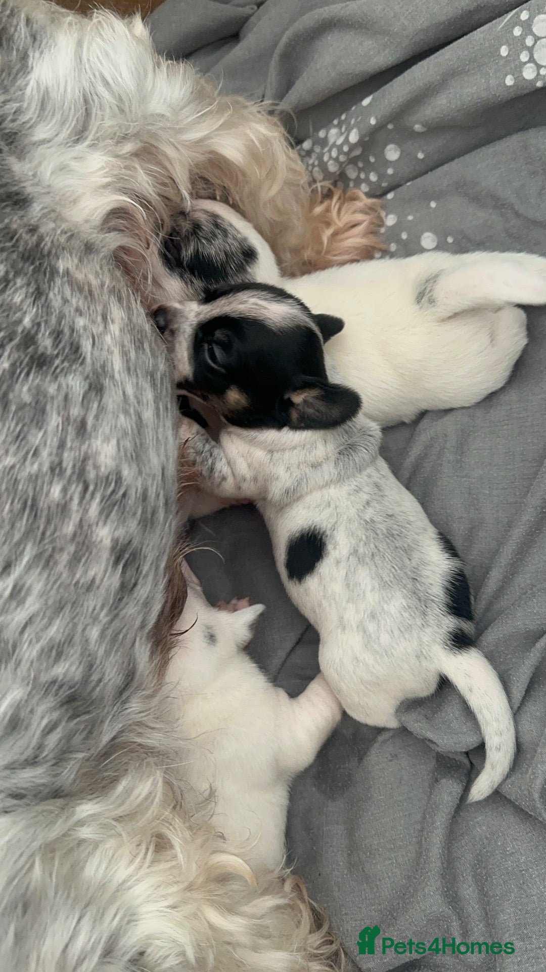 Mixed Breed dogs Sealyham terrier x pups  - Advert 6