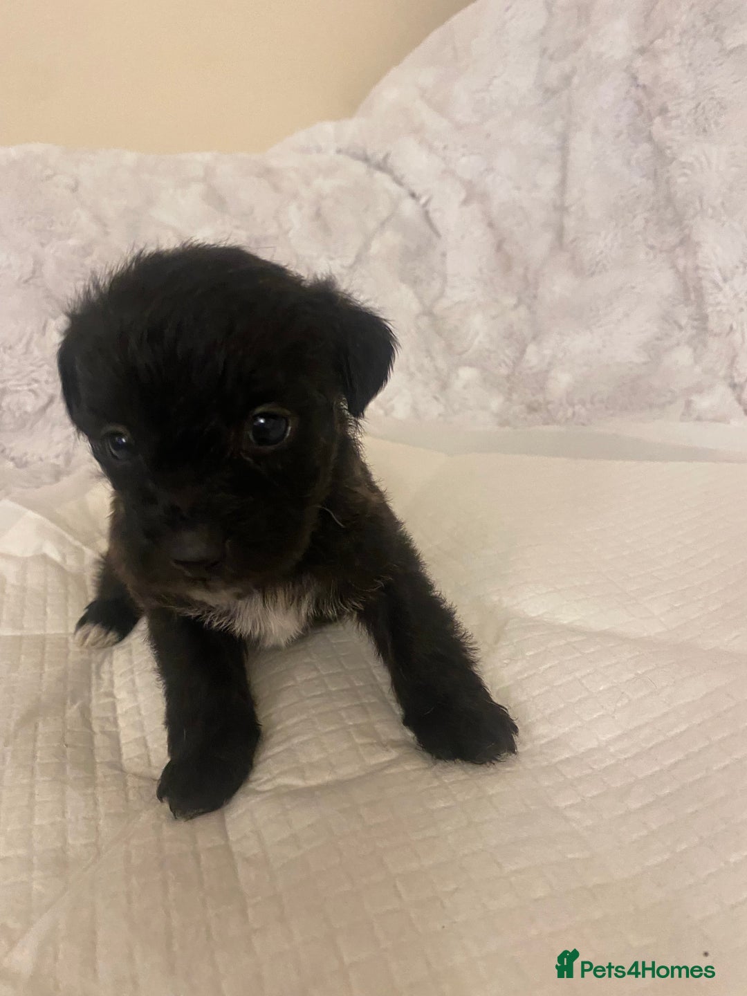 Jackapoo dogs for sale: Jackapoo puppies  - Advert 14