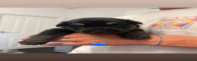 Shepsky 3