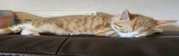 Mixed Breed cats for sale: Kittens ready to go in Frome - Advert 4