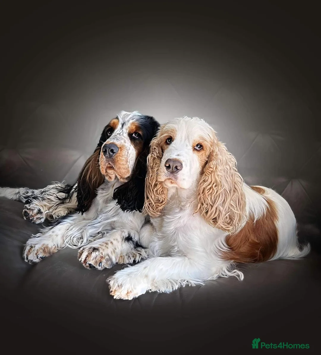 Cocker Spaniel dogs for stud: Show Cocker, Blue Roan and Tan (Stud Service Only) in Doncaster - Advert 3