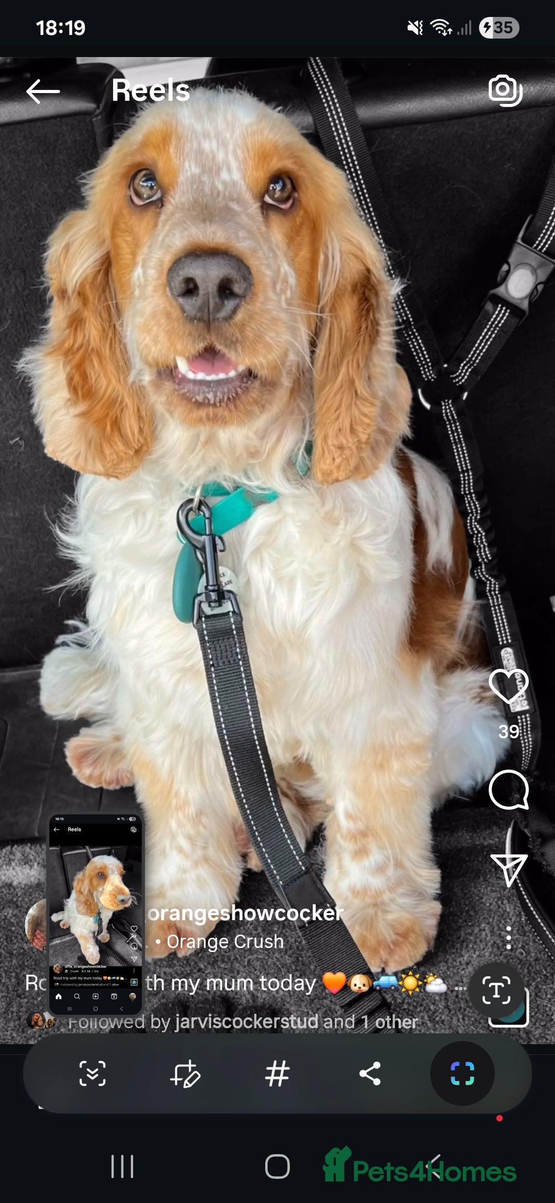 Cocker Spaniel dogs for sale: Roan show cocker spaniels  - Image 7
