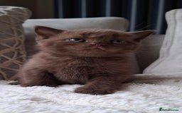 British Shorthair cats for sale: TOP QUALITY CHAMPION🏆 BRITISH SHORTHAIR KITTENS in Swadlincote - Image 6