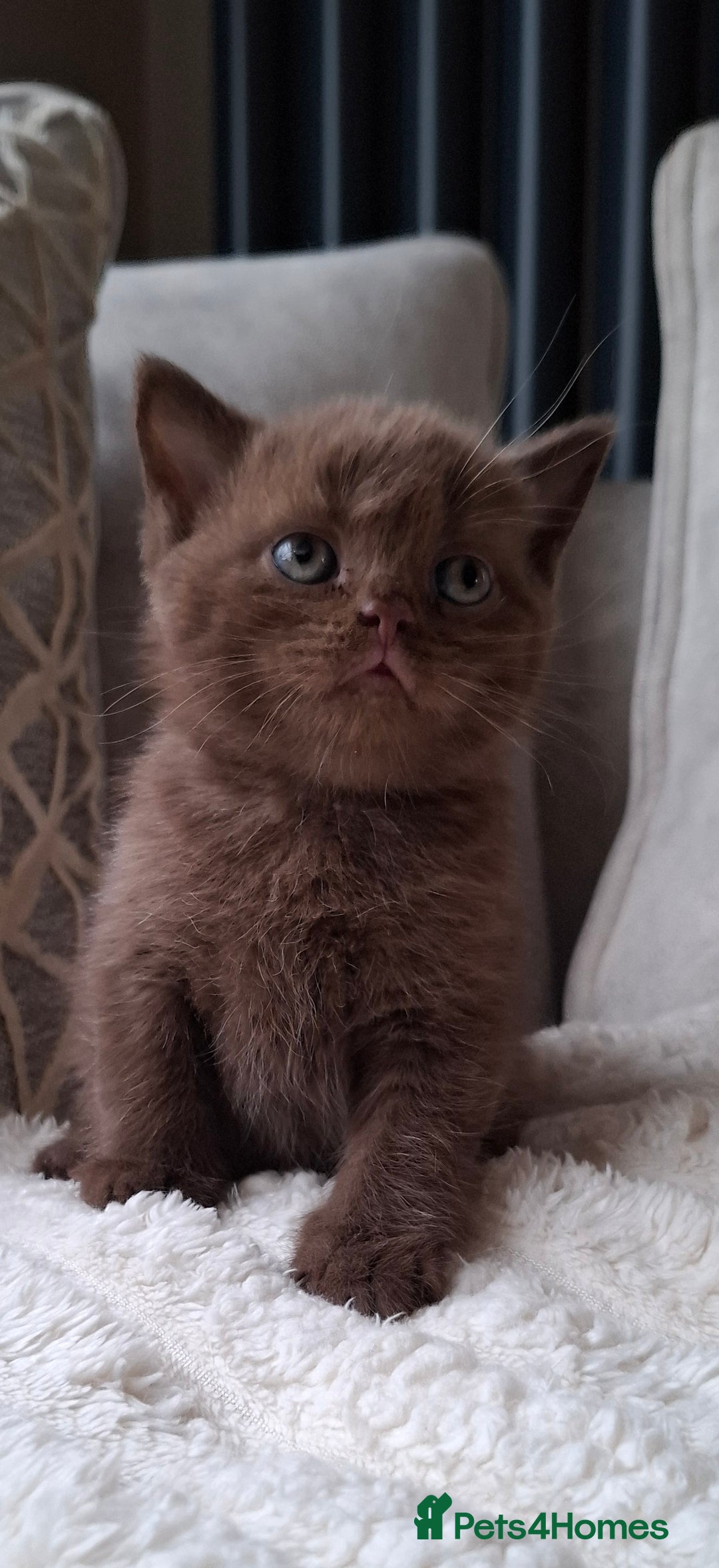British Shorthair cats for sale: TOP QUALITY CHAMPION🏆 BRITISH SHORTHAIR KITTENS in Swadlincote - Image 6