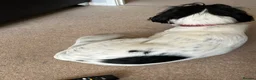 Mixed Breed dogs for sale: Male neutered Sprockerpoo  - Advert 9