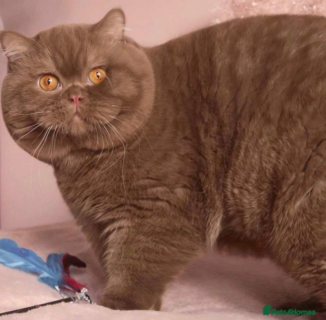 British Shorthair cats for sale: 5 Star - BSH Litter (Two Cinnamon, Fawn & Lilac) - Image 22