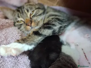 Mixed Breed cats Mixed breed 2 x kittens - Advert 1