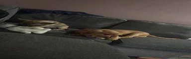 Cockalier 1