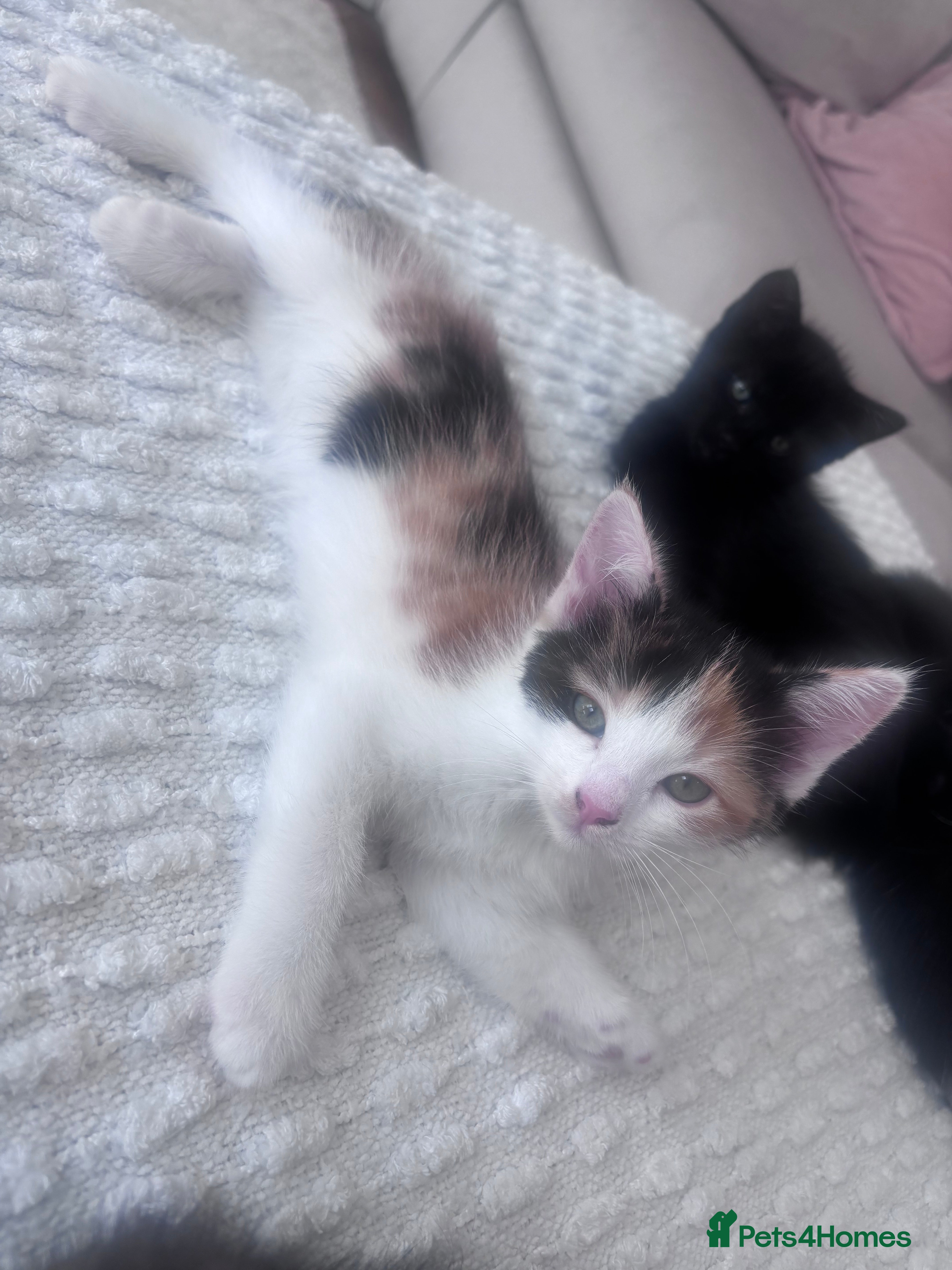 Mixed Breed cats for sale: Kittens for Sale  - Advert 5