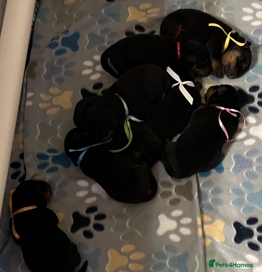 Rottweiler dogs for sale: Beautiful Rottweiler Puppies For Sale 🐾🖤 - Image 9