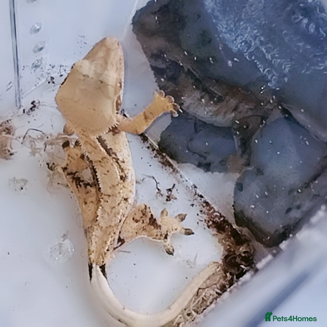 Gecko reptiles for sale: Crested  - Image 5