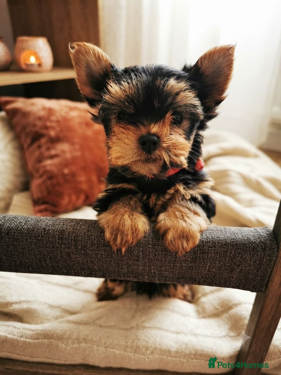 Yorkshire Terrier dogs Gorgeous Yorkshire Terrier Puppies 🐾 - Advert 12