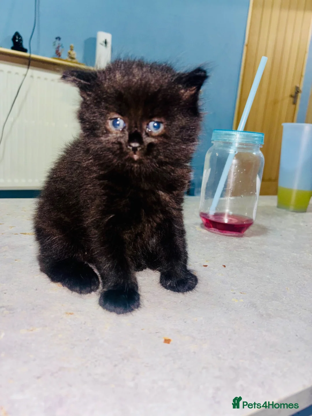 Mixed Breed cats for sale: Cats kittens  - Advert 2