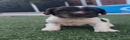 English Springer Spaniel dogs for sale: Working Spaniels Edwardiana Lines - Advert 5