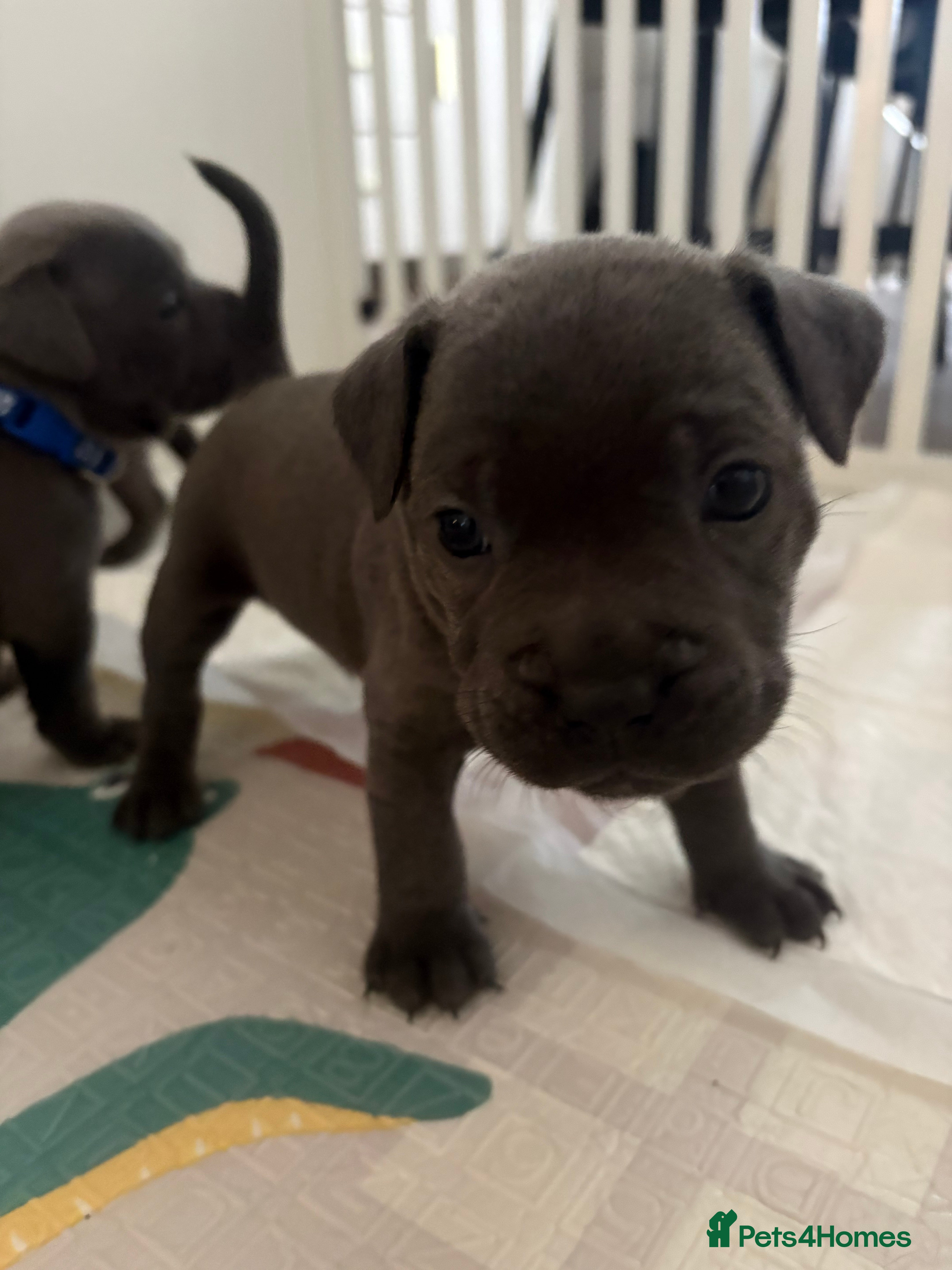 Staffordshire Bull Terrier dogs High quality KC registered Blue staffy puppies - Advert 18