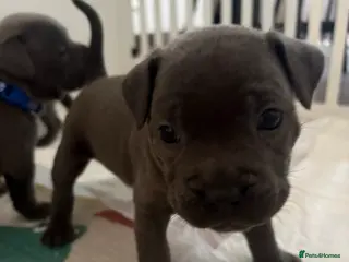 Staffordshire Bull Terrier dogs High quality KC registered Blue staffy puppies - Advert 18