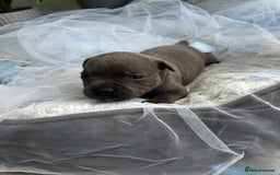 Staffordshire Bull Terrier dogs for sale: 🔷 Pharaon Champion Line Pups 🔷 in Wolverhampton - Image 16