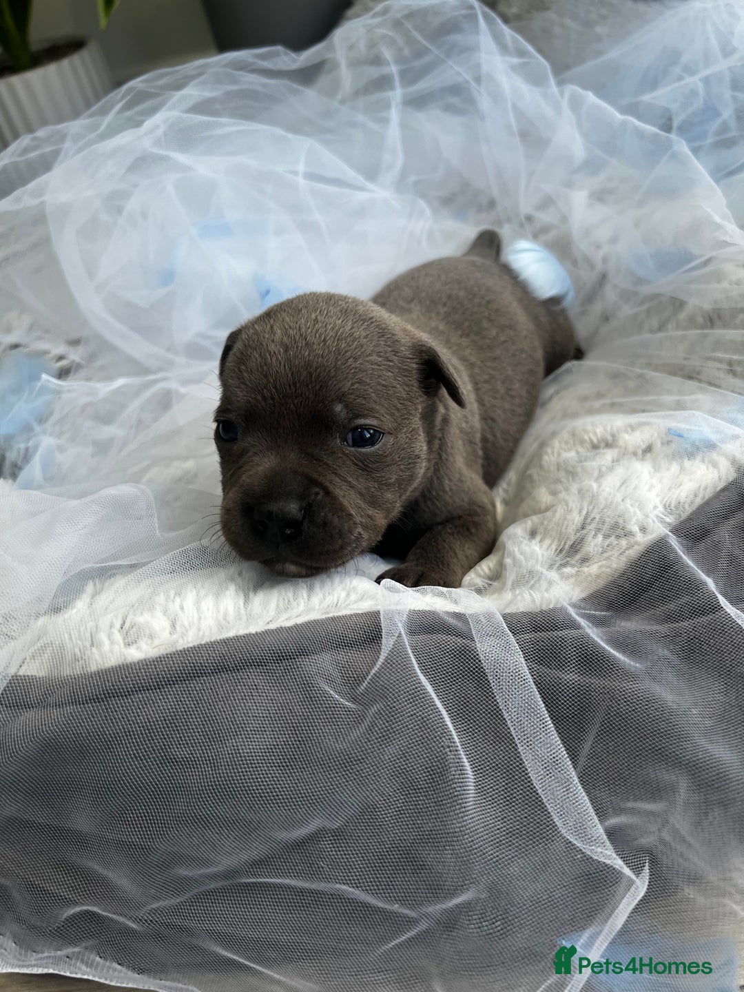 Staffordshire Bull Terrier dogs for sale: 🔷 Pharaon Champion Line Pups 🔷 in Wolverhampton - Image 16